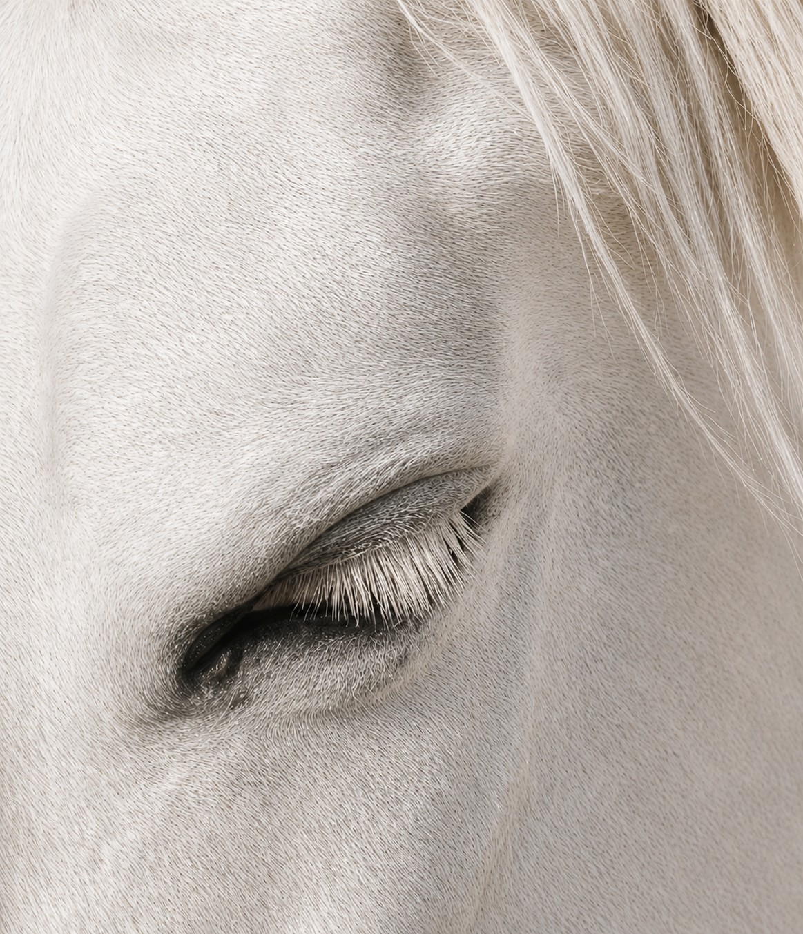 Close-up portrait of a white horse